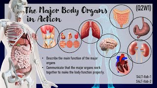 SCIENCE IV Q2W1 MAJOR ORGANS OF THE HUMAN BODY [upl. by Ayotl889]