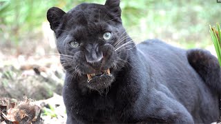 Silly Black Leopard [upl. by Michey]