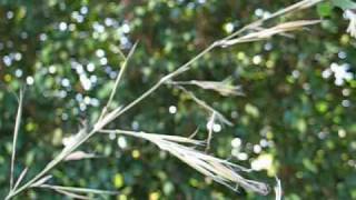 Floración de Bambú PHYLLOSTACHYS [upl. by Enelia591]