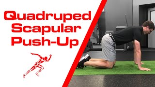 Quadruped Scapular PushUp [upl. by Viridissa]