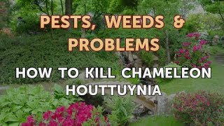 How to Kill Chameleon Houttuynia [upl. by Ashwin110]