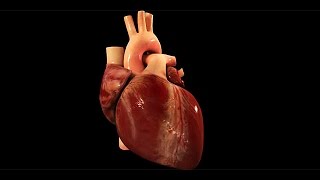 Tetralogy of Fallot [upl. by Sosna]