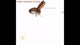 RabbitDigestive System [upl. by Darnok]