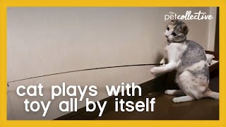 Cat Plays with Toy by Itself [upl. by Alil]