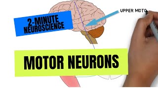 2Minute Neuroscience Motor Neurons [upl. by Yknarf794]