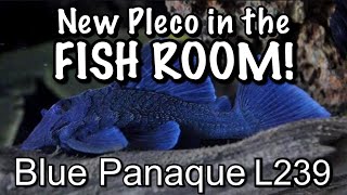 Blue Panaque  L239 Baryancistrus beggini  New Pleco Fish in the Fish Room [upl. by Delmar]