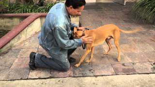 Dog Obedience Off Leash Hollywood California by David Utter [upl. by Derreg]