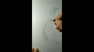 Cara menggambar burung cenderawasih how to draw a bird of paradise [upl. by Oznole]