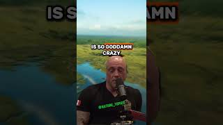 Nile Crocodiles Spotted in the Everglades  Paul Rosolie amp Joe Rogan Discuss the Danger [upl. by Sid218]