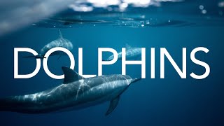 Dolphins  Sound Effect Copyright Free [upl. by Nerradal]