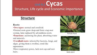 Unit 92 Cycas cycads Structure Life cycle and Economic importancemavi second papervideo [upl. by Sheela]