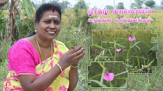 ஓரிதழ் தாமரையின் மருத்துவ மகத்துவங்கள்  orithal thamarai benefits in tamil [upl. by Crescantia]