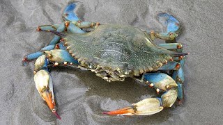 Facts The Blue Crab [upl. by Chernow]