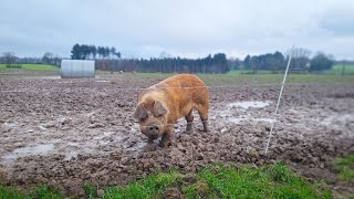 1km de haies  les Cochons de Chaumont sont bien gardés [upl. by Coffey154]