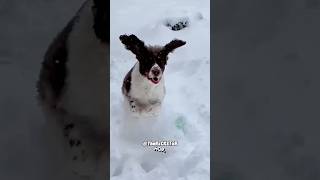 Happy Snow Day Doggy  RxCKSTxR Comedy Voiceover [upl. by Bertram459]