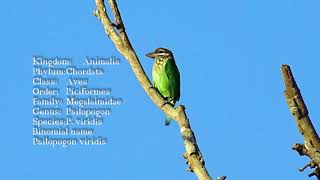 Whitecheeked barbet Call Chinnakutturuvan [upl. by Aloap945]