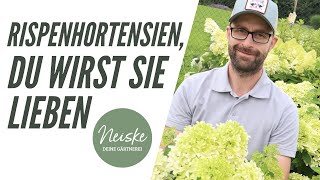 Rispenhortensien DU WIRST SIE LIEBEN [upl. by Corri]