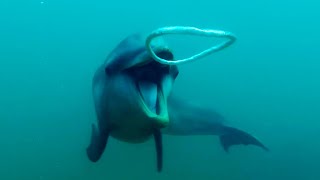 Dolphins React to Bizarre Bubbles  Ocean Giants  BBC Earth [upl. by Anitselec]