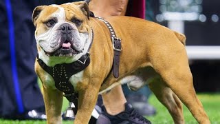 Scotland to restrict American XL bully dog breed joining England Wales after series of attacks [upl. by Yelrah]