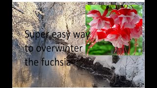 Super easy way to take care of the fuchsia plant in the winter [upl. by Fillender]