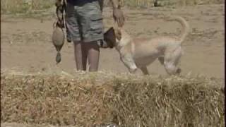 Yellow Labrador Hunting Dog [upl. by Yelrehs]