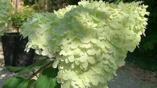 Nature et jardins les hortensias paniculata [upl. by Saum569]