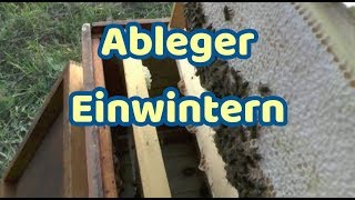 Bienen Ableger einwintern Österreichische Breitwabe [upl. by Otilegna]