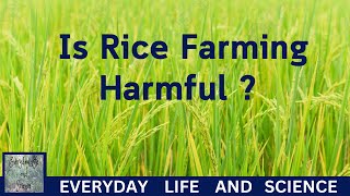 Environmental Science In Daily Life  Is Rice Farming Harmful [upl. by Annalee]