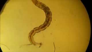 Chironomidae larvae [upl. by Yraillih]