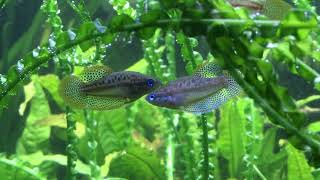 Trichopsis pumila Knurrender Zwerggurami courtship dance Balztanz [upl. by Enybor324]