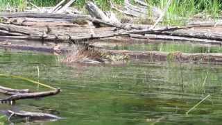 Snapping Turtle Attacks Porcupine [upl. by Ermina624]