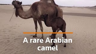 Rare Arabian camel calf born in Perus desert [upl. by Sonahpets]