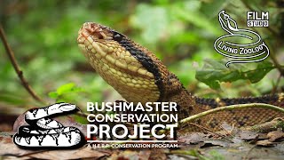 The longest viper in the world Bushmaster Lachesis stenophrys conservation project in Costa Rica [upl. by Ettie]