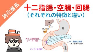 【国試対策】十二指腸・空腸・回腸（それぞれの特徴と違い） [upl. by Clorinda938]