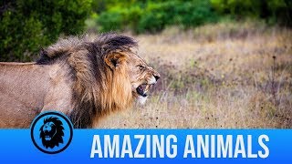 The best wild animal encounters caught on camera  Amazing Animals [upl. by Endor]