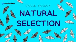 Evolution and Natural Selection  GCSE amp IGCSE Biology [upl. by Selym]