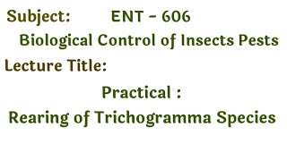 Practical Laboratory rearing of Trichogramma Species  Biological control  Trichogramma steps [upl. by Antons]