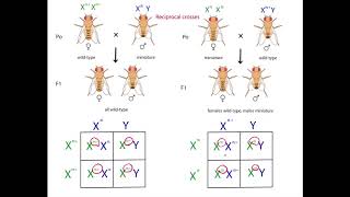 X Linked Recessive Inheritance  Everything You Need To Know  Dr Nabil Ebraheim [upl. by Veronica]