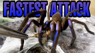 ELECTRIC BLUE TARANTULA TELEPORTS TOWARDS ME TARANTULA FEEDING VIDEO [upl. by Alym478]