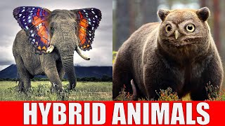 Animals That Dont Exist  Hybrid Animals [upl. by Antonetta]