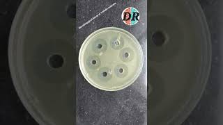 Microbiological Assay of Antibiotics [upl. by Olivia]