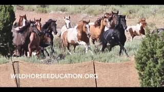 Conger Utah Wild Horse Roundup [upl. by Ardnaiek]