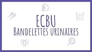 Sémiologie Urologique  Bandelette Urinaire amp ECBU [upl. by Micki]