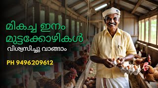 Original BV380 Chicks in kerala 9496209612 [upl. by Notrom600]