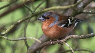 chants et cris du pinson des arbres HD songs and calls common chaffinch free birds [upl. by Noyrb]