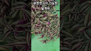 달개비 무한번식 삼색달개비 번식 잘됨 유수현 내가낸데 [upl. by Peednam75]