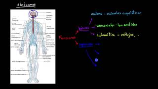 Funciones del sistema nervioso  Khan Academy en Español [upl. by Maurizio276]