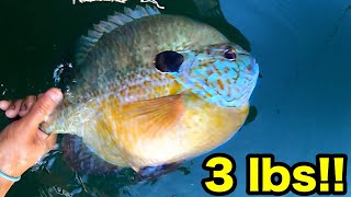 FISHING FOR 3 POUND BLUEGILL UNBELIEVABLE [upl. by Ennovyhc537]