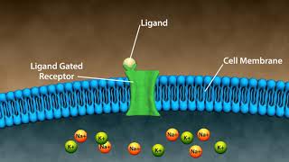 Types of Drug Receptors [upl. by Yentiw]