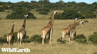 WildEarth  Sunset Safari  20 January 2024 [upl. by Odlo]